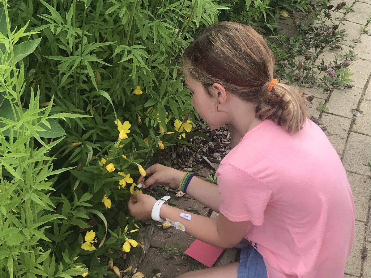 mrscapka's tweet photo. Testing our hand pollinators @Hillcrest_BCPS by finding native flowers @HESCourtyard @ramos_maria1 @mwebsterbcps @BCPSOutdoorSci #BeeanEngineer https://t.co/1kG5o9RvPh