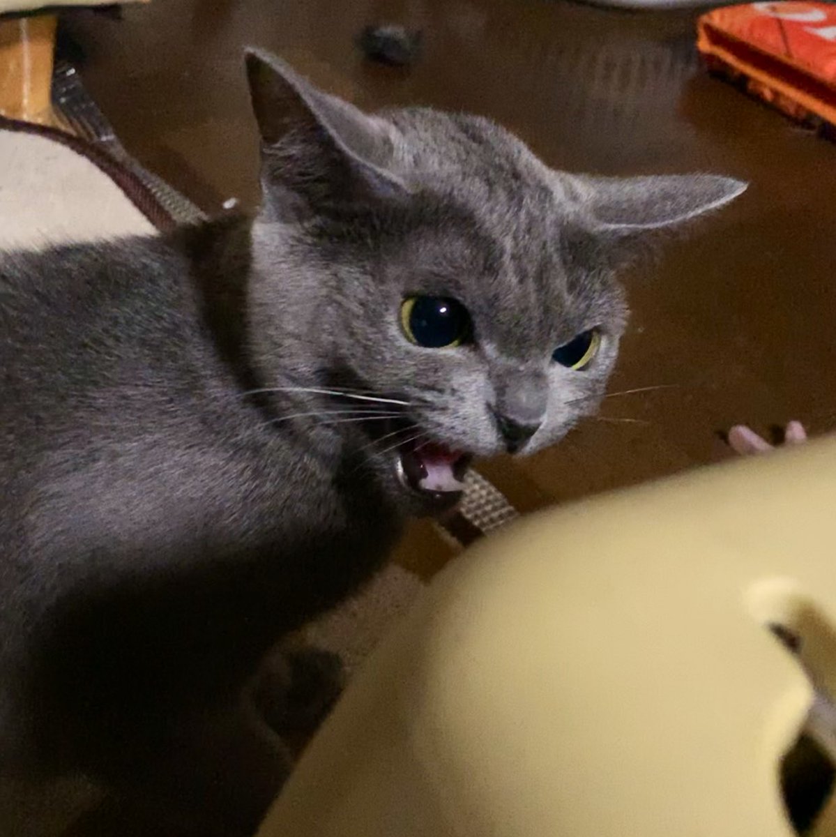 cleo_Rblue's tweet photo. おはにゃんこ!
「あんた誰よ!!」
キュリちゃん、まだティアナにご立腹だけど、、怒った顔もかわいい❤
くり出す猫パンチは
素早いけど爪出してなくて触れるだけ
本当にかわいいツンデレ姫
#ロシアンブルー #Russianblue #cat #ねこ #猫 #madmax #angey #cute #ネコパンチ https://t.co/JS9hRRIB5q