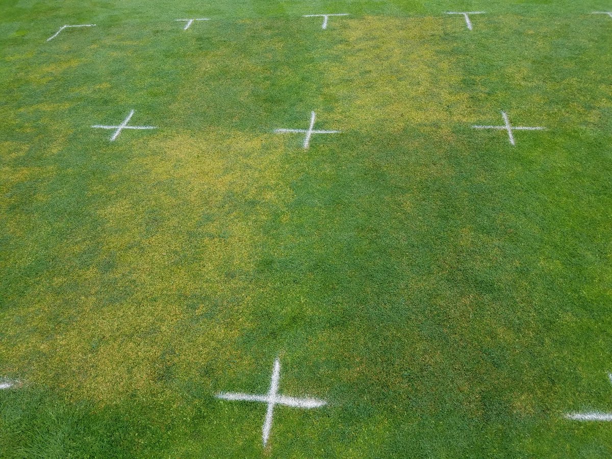 HeritageTurfMI's tweet photo. Two great things: gracious lending of golf course turf for research and poa dying. Thanks @JaredEMilner, @Turficidal, and @betterturf for letting me tag along! #anuew #xonerate #trimmit #torque #velocity https://t.co/K5tYs9XgDd