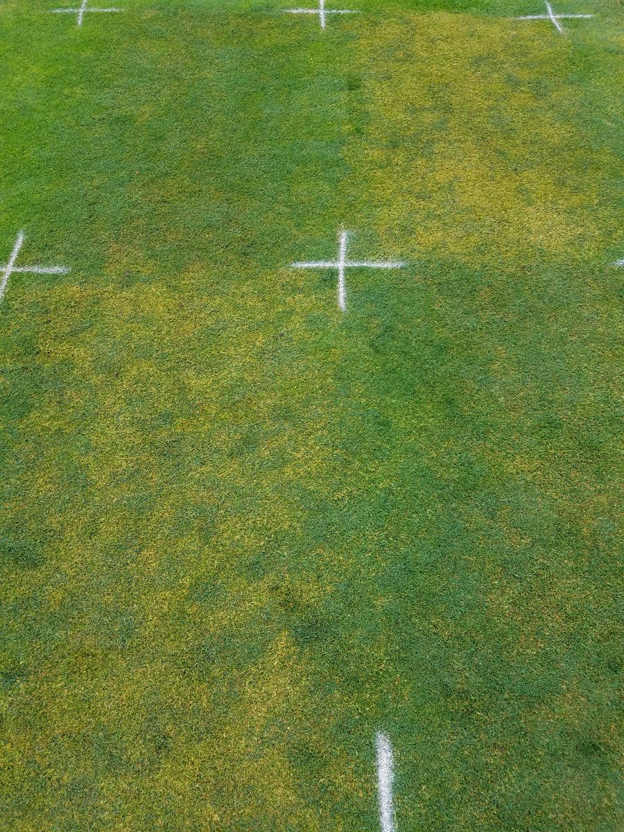 HeritageTurfMI's tweet photo. Two great things: gracious lending of golf course turf for research and poa dying. Thanks @JaredEMilner, @Turficidal, and @betterturf for letting me tag along! #anuew #xonerate #trimmit #torque #velocity https://t.co/K5tYs9XgDd