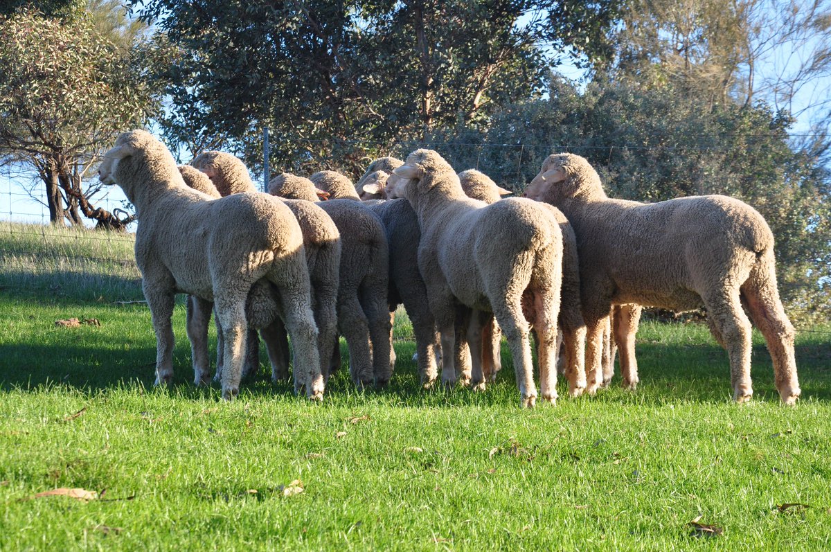 BaderlooSRS's tweet photo. Skin sampled some of our top rams today for follicle density testing. Some really high quality wools with some industry leading data to back them up!
#srsmerino #asbvs #traitleaders #earlygrowth #wool #srswool #pollmerinos #nonmulsed #sustainablemerinos #ethicalmerinos https://t.co/pPten3Iw4L