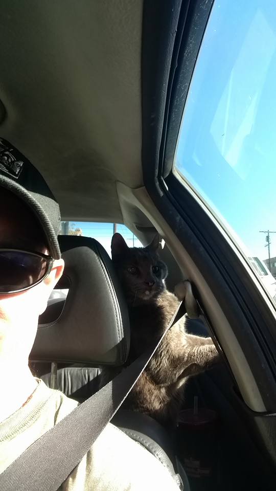 CrashOutKitty's tweet photo. I'm not a backseat driver...I just want to be sure he knows where we are going! #crashoutkitty #backseatdriver #ask4directions https://t.co/LBAjc7Dz6a