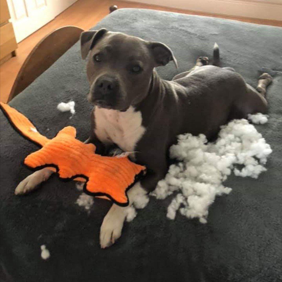 IStaffies's tweet photo. Oops! 😂 🐾 ♥ #staffy #staffie #itexploded #doglovers https://t.co/rAb5BPs3rn