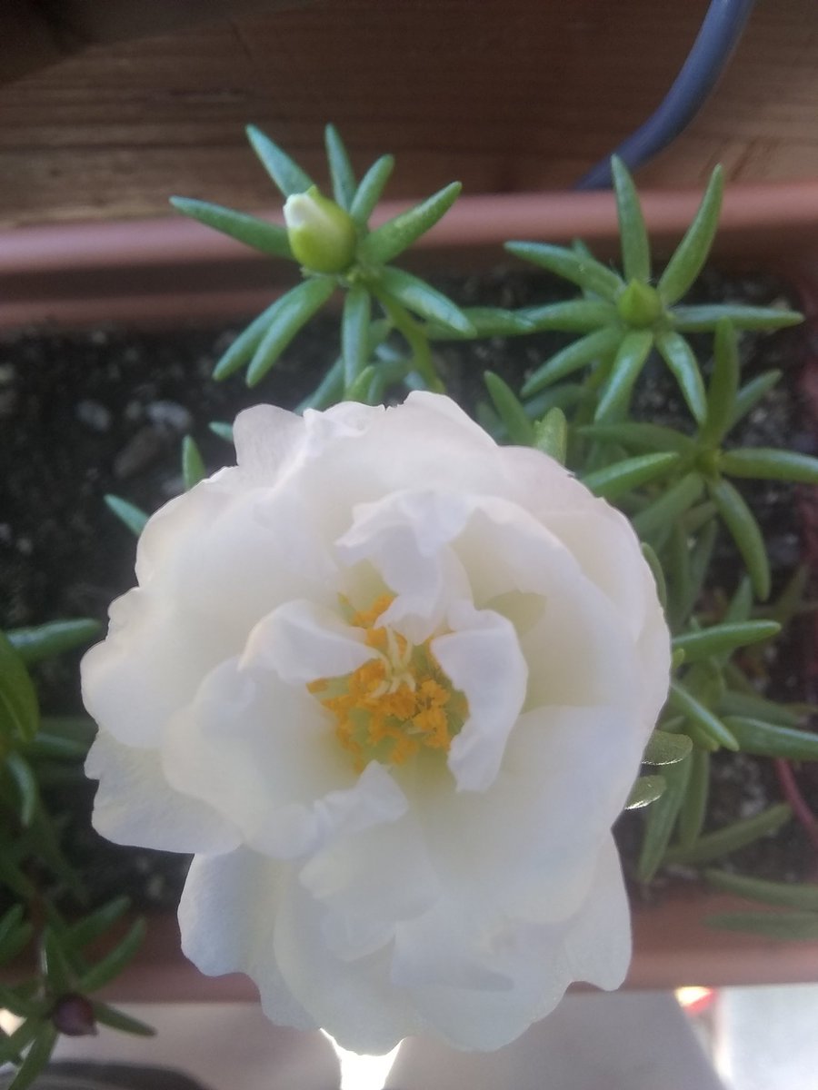 Until I feel funny again this is a gardening account