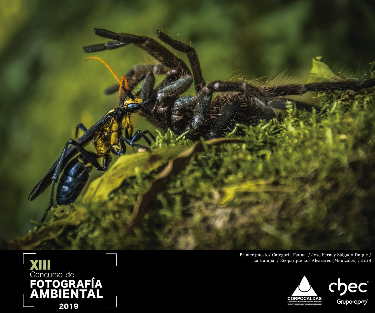 Corpocaldas's tweet photo. Si tienes fotografías de #AnimalesSilvestres en su hábitat natural, participa en la categoría #Fauna del XIII Concurso de #FotografíaAmbiental. Revisa el cronograma y la guía de la convocatoria en https://t.co/oEMn5d8udf. https://t.co/zacJCFX1Ds