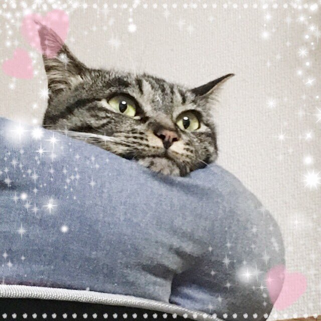 sima0852's tweet photo. 今年も無事に、歳を重ねる事が出来ました(*´▽｀*)
いつも応援して下さる皆様、ありがとうございます！

私と同じく3歳になった、「ベッドから顔を出してTVを見ている」うちの猫もどうぞ(*^ω^*)ノ https://t.co/BdA4Y4G9Gk