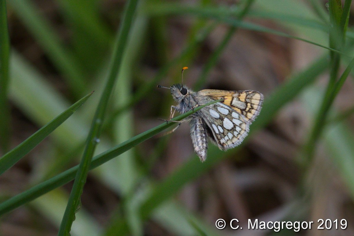 Macgregor_Cal's tweet photo. We headed up to Ardnamurchan a week ago, and immediately struck gold with a slightly dozy Chequered Skipper - our first ever - at @forestryls #Ariundle Oakwoods! #ukbutterflies @savebutterflies @BC_Scotland https://t.co/p522OUax8H