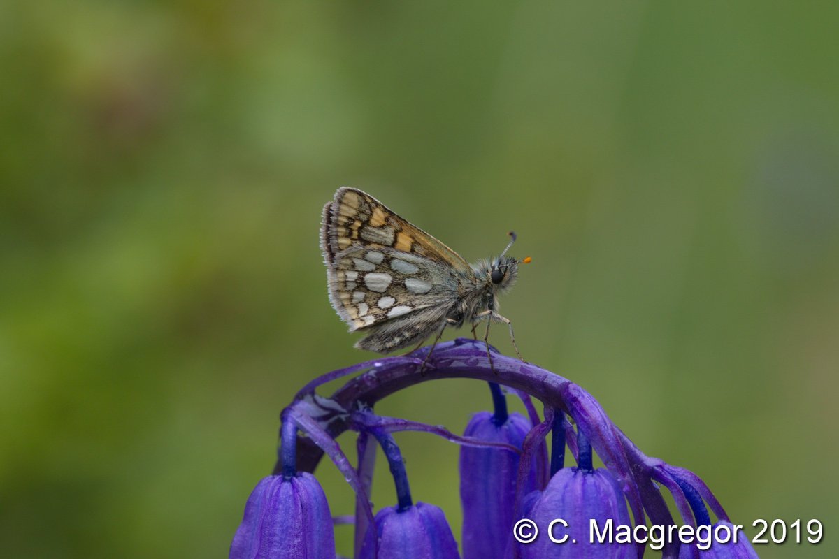 Macgregor_Cal's tweet photo. We headed up to Ardnamurchan a week ago, and immediately struck gold with a slightly dozy Chequered Skipper - our first ever - at @forestryls #Ariundle Oakwoods! #ukbutterflies @savebutterflies @BC_Scotland https://t.co/p522OUax8H