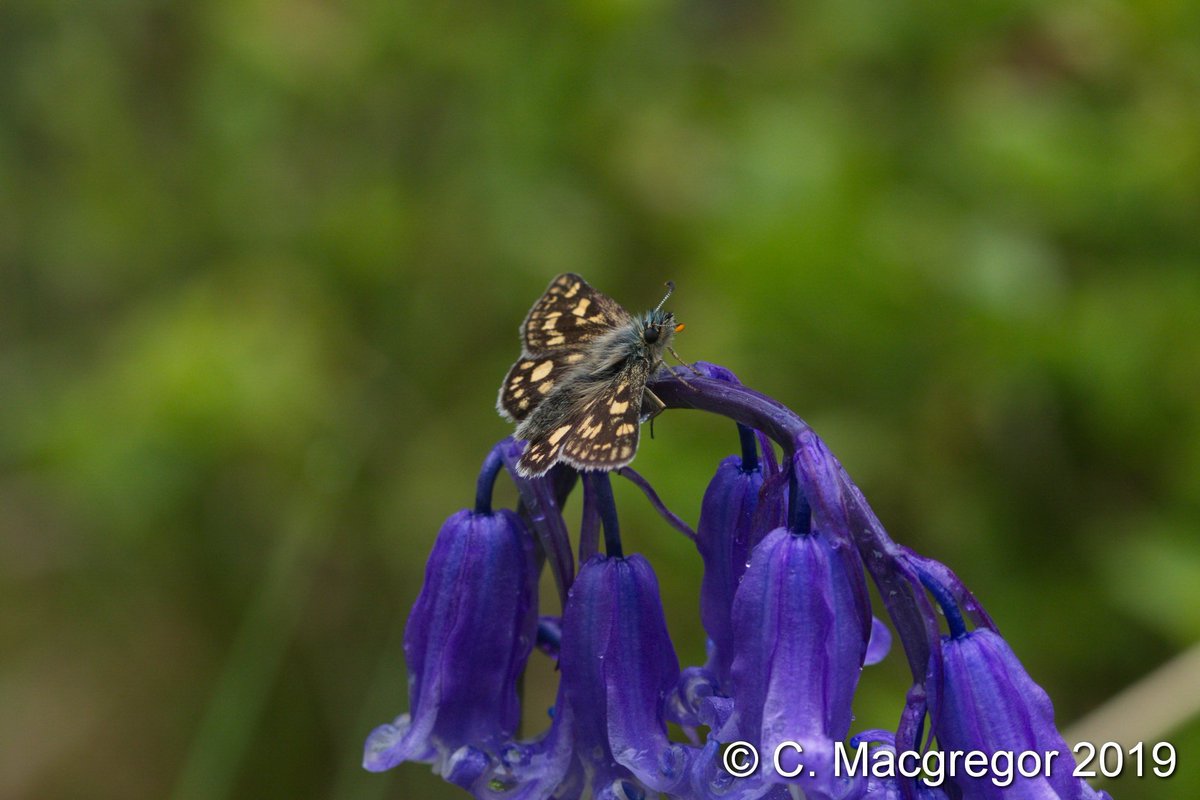 Macgregor_Cal's tweet photo. First thing Saturday we returned to @forestryls #Ariundle Oakwoods for another look at the Chequered Skippers, and this time they were marginally less dopy - at least enough to show us the stunning upperside! #ukbutterflies @savebutterflies @BC_Scotland https://t.co/bqo0Yy4ubl
