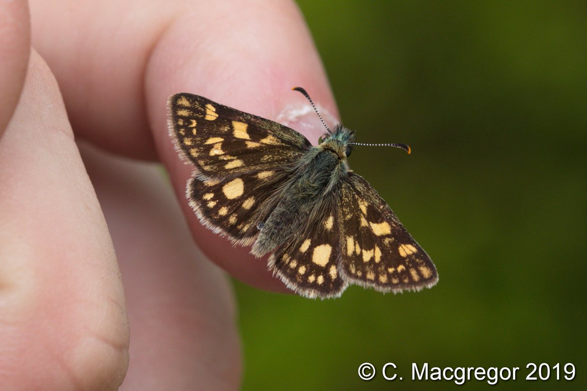 Macgregor_Cal's tweet photo. First thing Saturday we returned to @forestryls #Ariundle Oakwoods for another look at the Chequered Skippers, and this time they were marginally less dopy - at least enough to show us the stunning upperside! #ukbutterflies @savebutterflies @BC_Scotland https://t.co/bqo0Yy4ubl