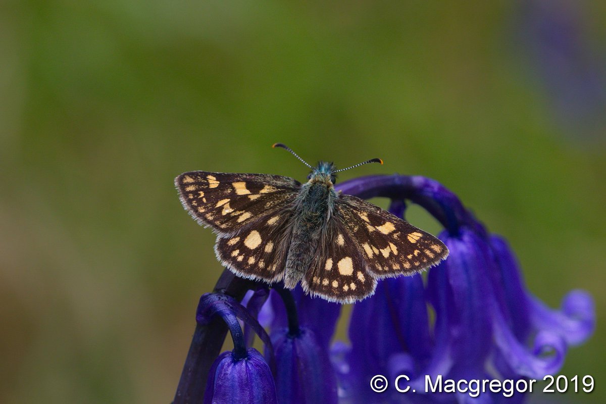 Macgregor_Cal's tweet photo. First thing Saturday we returned to @forestryls #Ariundle Oakwoods for another look at the Chequered Skippers, and this time they were marginally less dopy - at least enough to show us the stunning upperside! #ukbutterflies @savebutterflies @BC_Scotland https://t.co/bqo0Yy4ubl