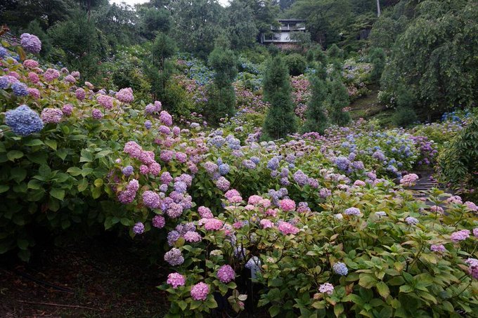善峯寺のあじさいの見頃21 アクセスや混雑情報も