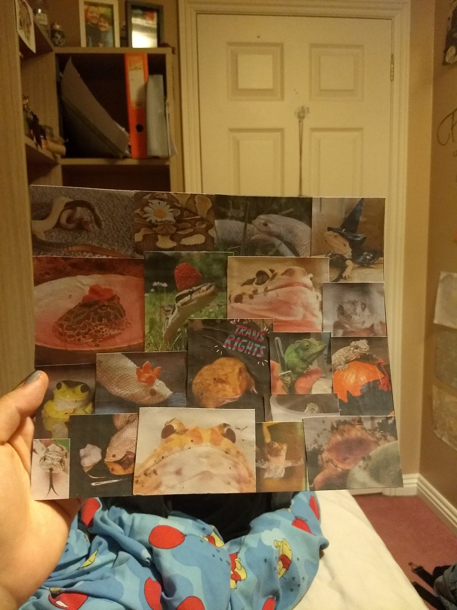 Khhoshekh's tweet photo. Did I just spend over an hour making a collage of stupid reptiles? yes. #selfcare https://t.co/gpwZF7EsiC
