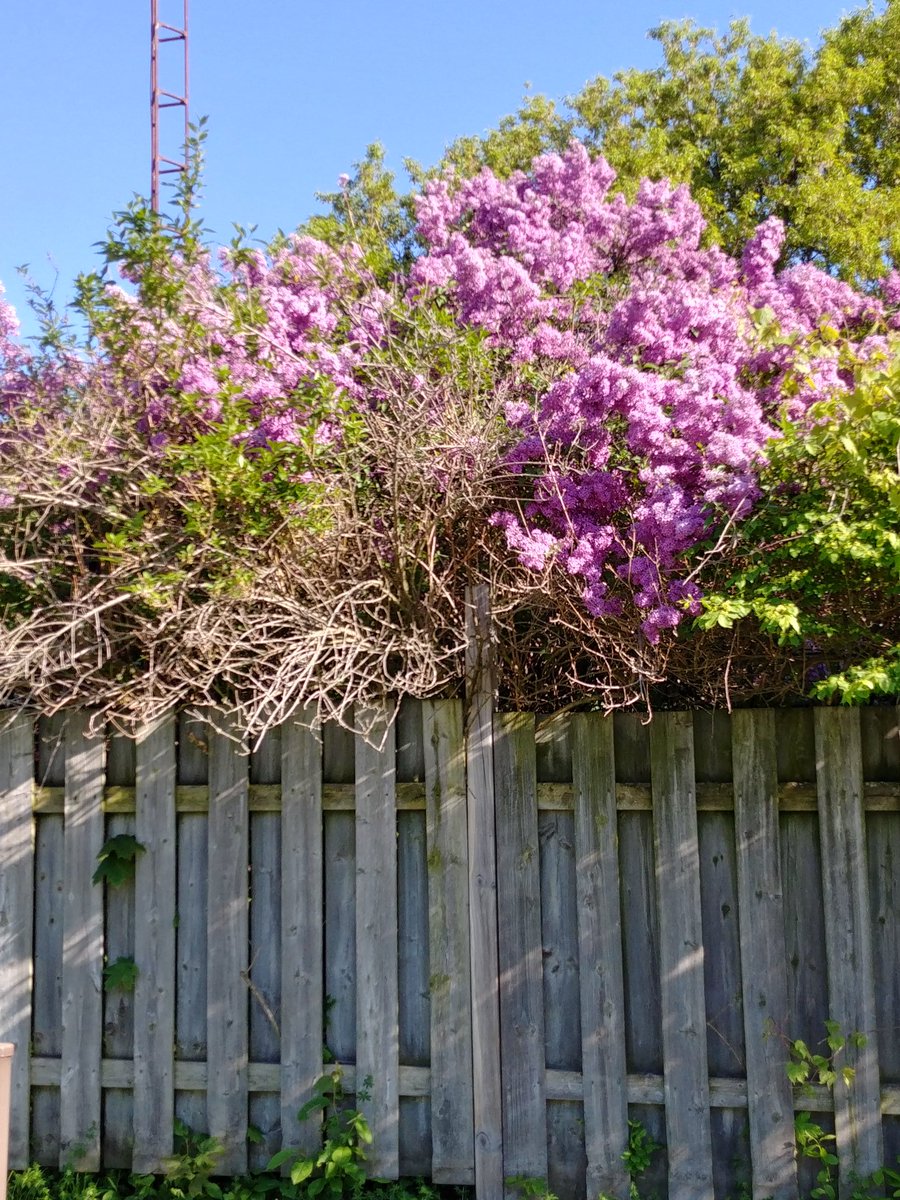 arruda_j's tweet photo. Tonight I rode for #RideforGreg Beautiful ride home and slowed down to smell the lilacs, @EMcMahonBurl https://t.co/npZxL7mwxN
