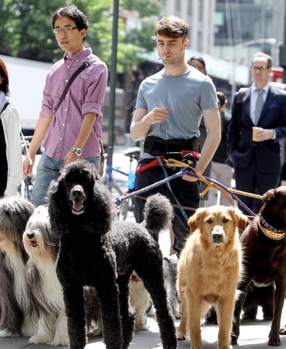 chuuzus's tweet photo. harry potter walking a ton of dogs while smoking a cigarette https://t.co/PqCL4SAfyH