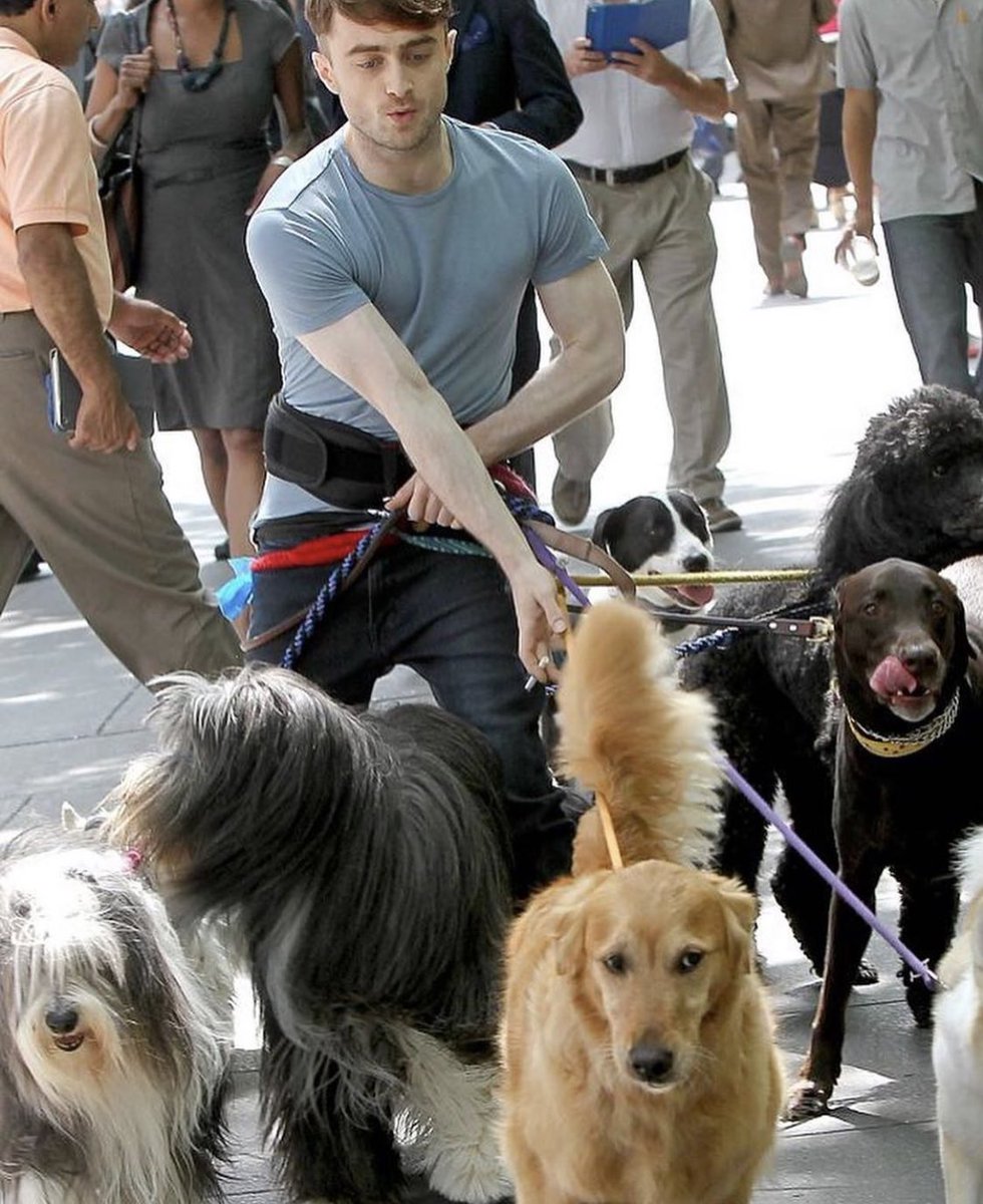 chuuzus's tweet photo. harry potter walking a ton of dogs while smoking a cigarette https://t.co/PqCL4SAfyH