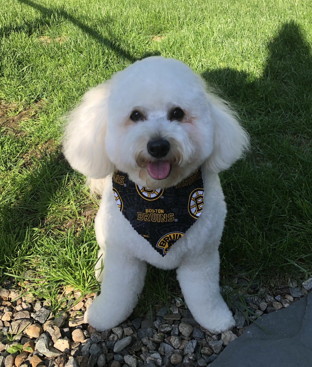 schoolqueen11's tweet image. Gooooo B’s!  @NHLBruins