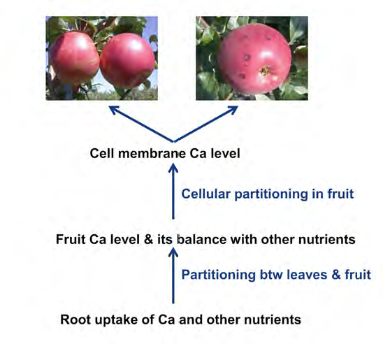 AppleRoot2Fruit's tweet photo. Why Is ‘Honeycrisp’ so Susceptible to Bitter Pit? https://t.co/xNemLdDxLu
#apples #rootstocks #root2fruit https://t.co/jj59ibz2aV