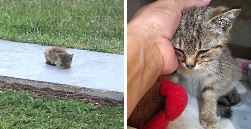 Woman rescued a kitten sitting on the sidewalk when others just passed her by - the kitty can't stop purring. See full story and video: lovemeow.com/kitten-stray-r…