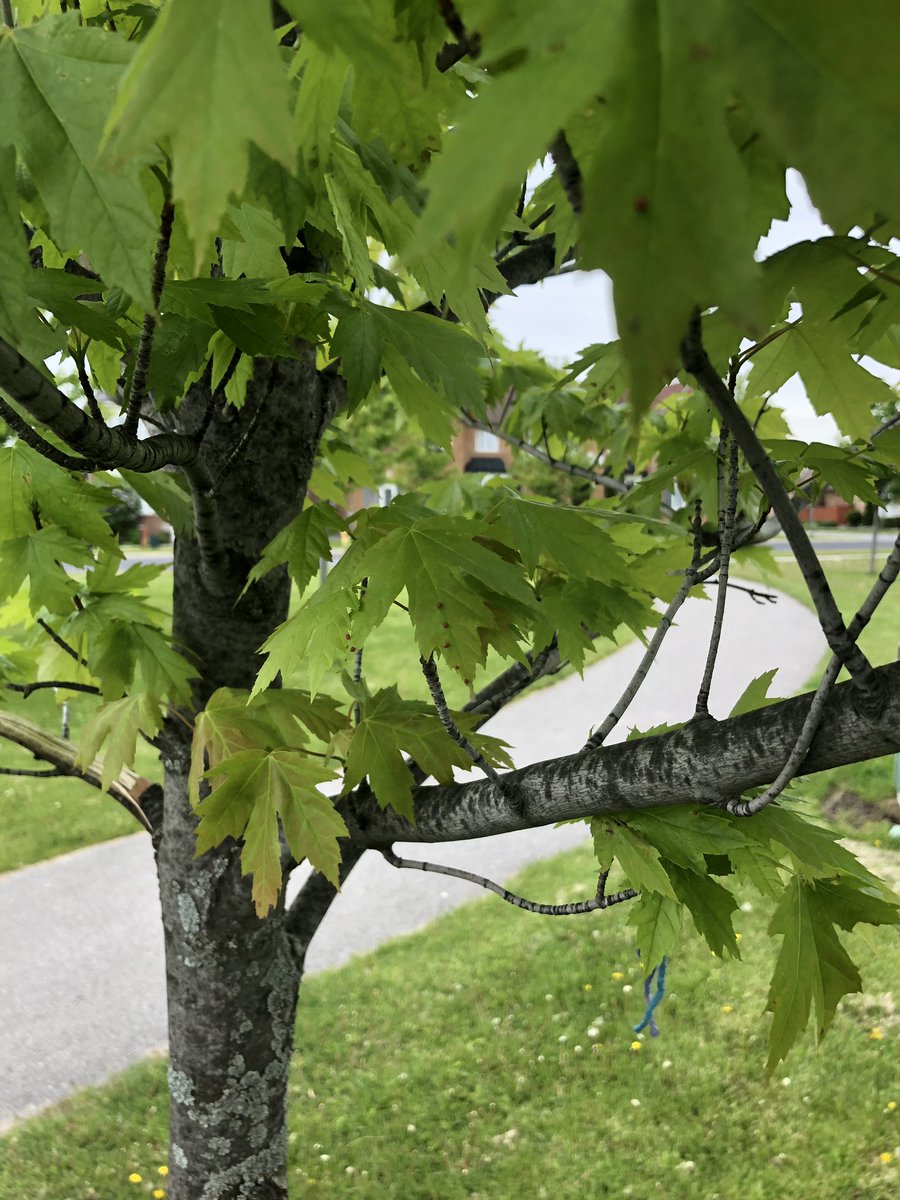 MsCheung216's tweet photo. Interesting find today when we visited “our” trees. Tiny “growths” were found on the maple leaves and oak leaves. Students made predictions as to what they were, and recorded observations. Then we searched for answers. #trees #galls https://t.co/bkuGjjLUdY