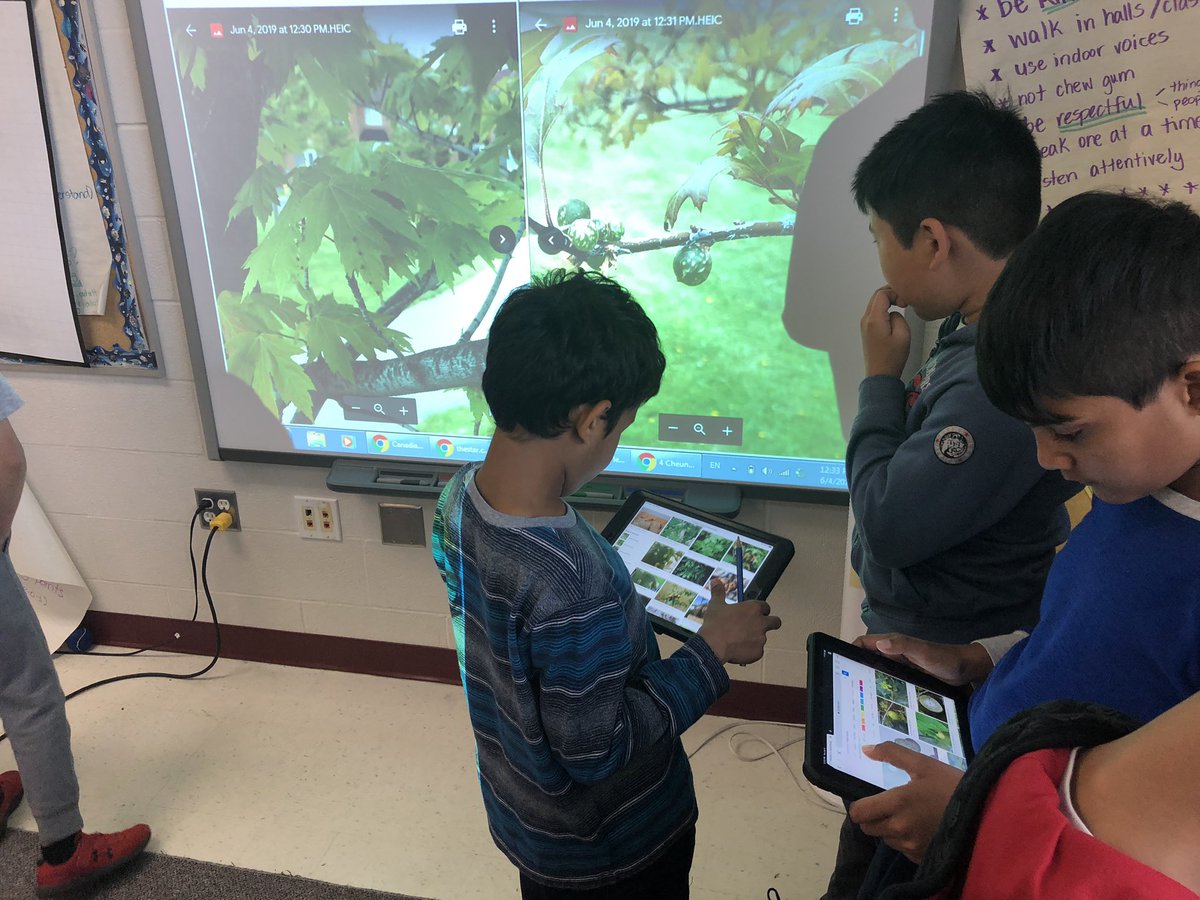 MsCheung216's tweet photo. Interesting find today when we visited “our” trees. Tiny “growths” were found on the maple leaves and oak leaves. Students made predictions as to what they were, and recorded observations. Then we searched for answers. #trees #galls https://t.co/bkuGjjLUdY