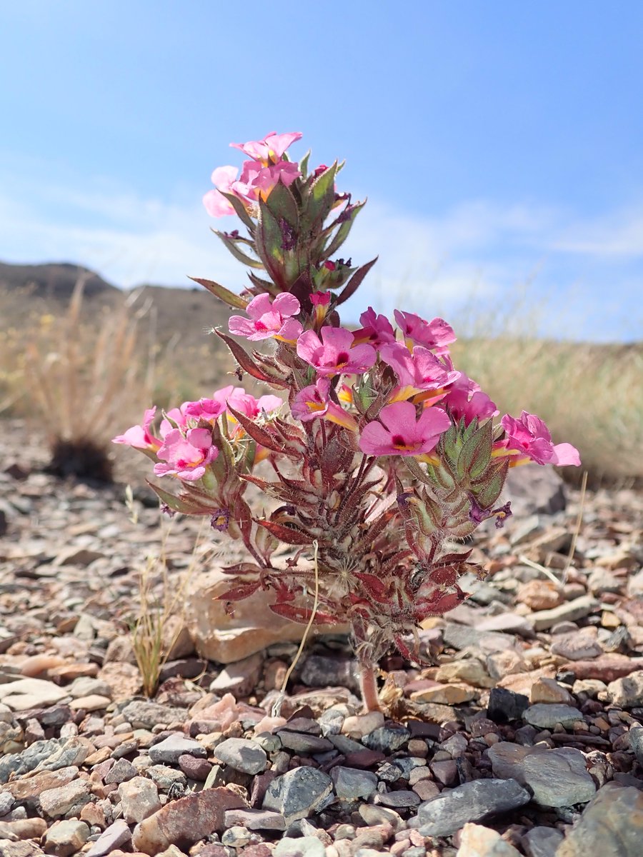 MojaveMills's tweet photo. Most plants at the low elevations have finished their flowering for the season, but the Nopahs still had some delights to offer like this monster #Diplacus bigelovii, some adorable #Eriogonum, and the first #Perityle I have collected in the range! https://t.co/zyQAtXfnVA