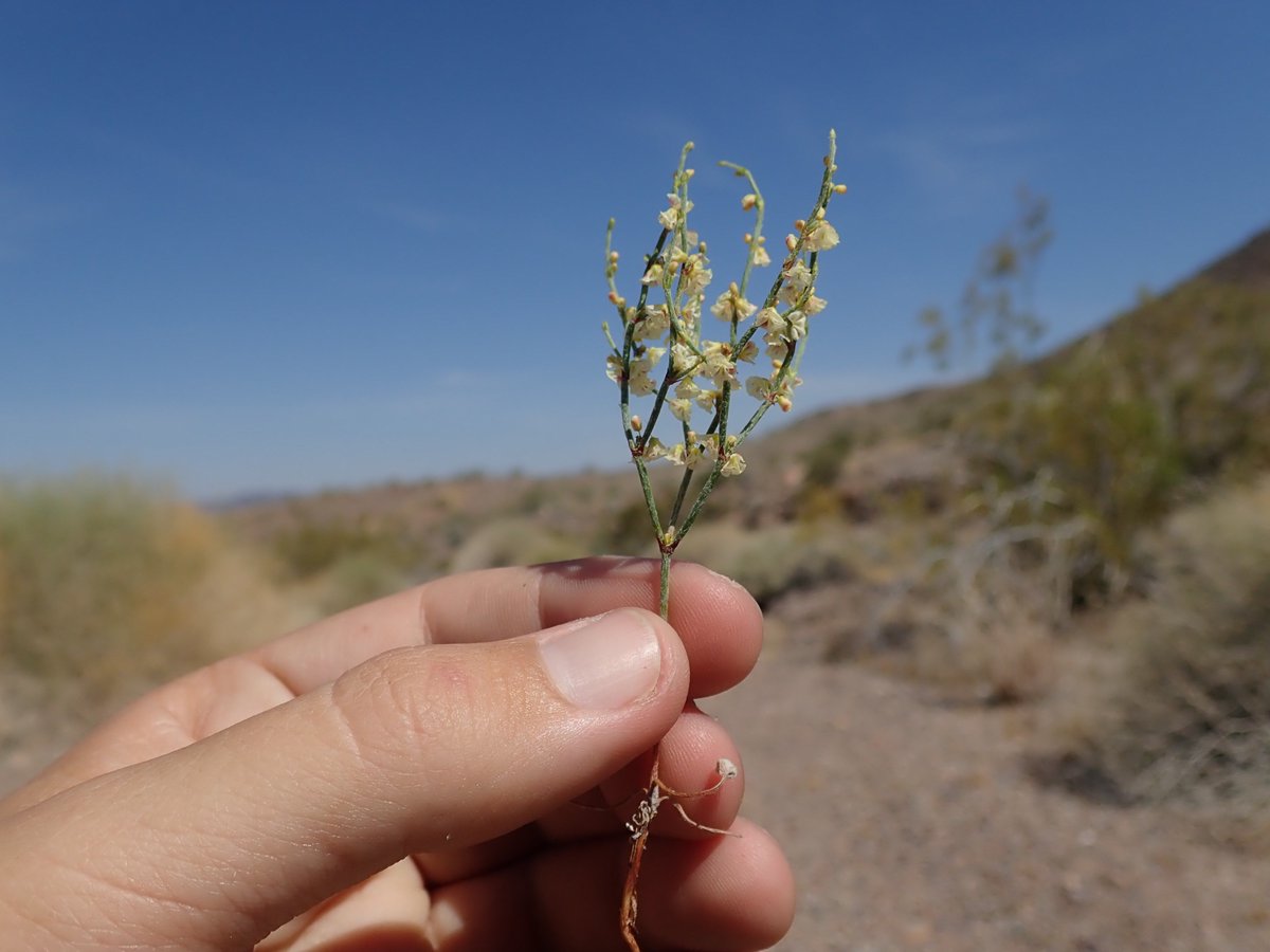 MojaveMills's tweet photo. Most plants at the low elevations have finished their flowering for the season, but the Nopahs still had some delights to offer like this monster #Diplacus bigelovii, some adorable #Eriogonum, and the first #Perityle I have collected in the range! https://t.co/zyQAtXfnVA
