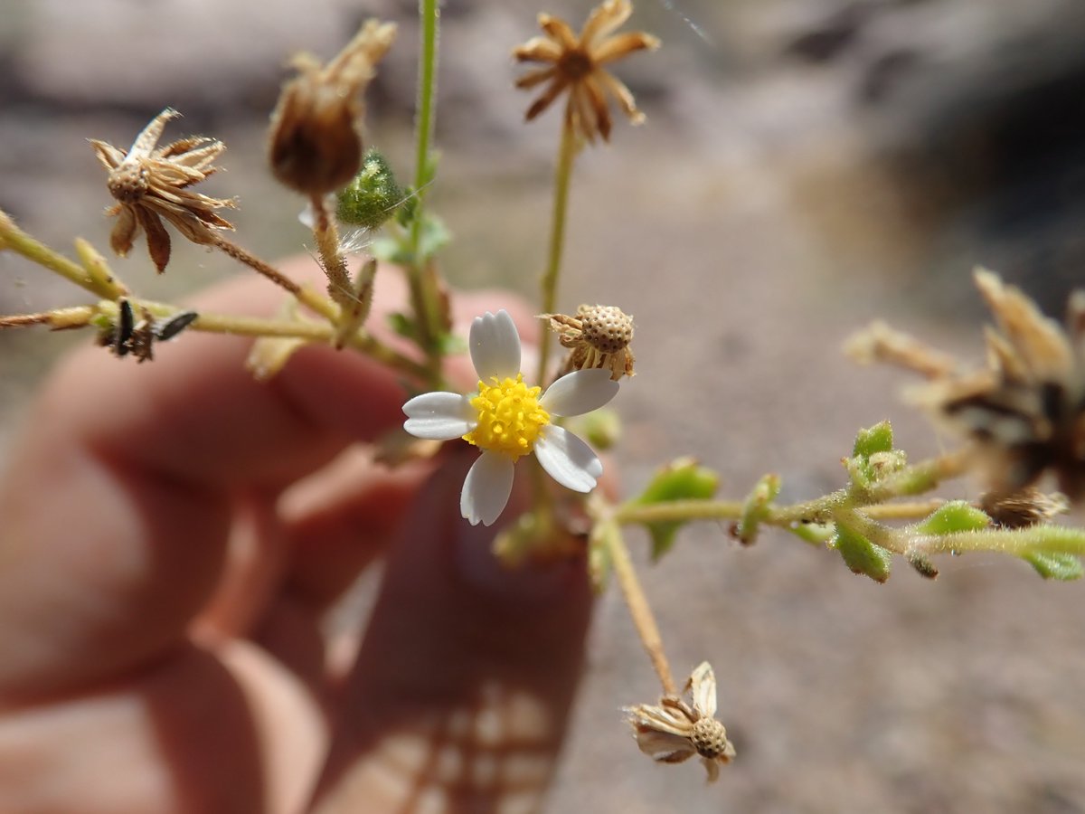 MojaveMills's tweet photo. Most plants at the low elevations have finished their flowering for the season, but the Nopahs still had some delights to offer like this monster #Diplacus bigelovii, some adorable #Eriogonum, and the first #Perityle I have collected in the range! https://t.co/zyQAtXfnVA