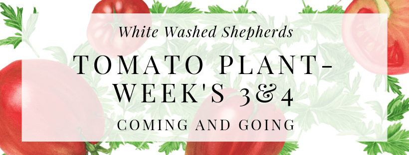 WWShepherds's tweet photo. Coming and Going? #Tomatoes #Gardening #SweetSummerTime https://t.co/sflFIJAzEN https://t.co/d0ashKBCvI