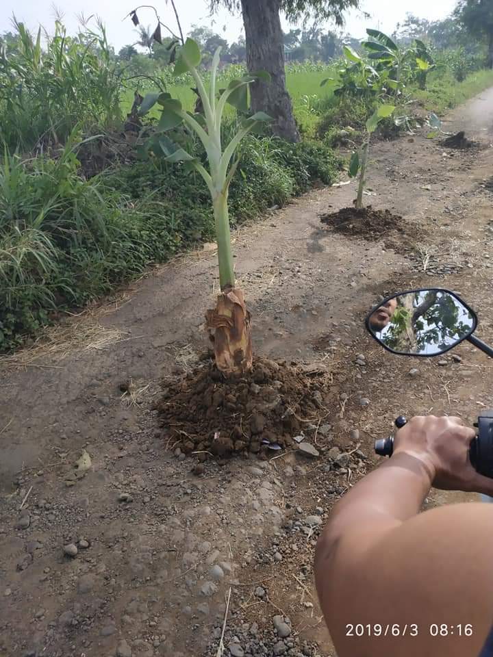 jokootoleee's tweet photo. Ta' tuli tp g mendengar 
Ta'buta tp g melihat 
Masyarakat kec gading menanam pisang di tengah jalan kab sebagai bentuk protes masyarakat dg insfratruktur yg sangat amburadul 
#dinasPUbinamargakabprobolinggo
#Pubinamargapropensijatim
#pemdakabprobolonggo https://t.co/YZXa01xkwc
