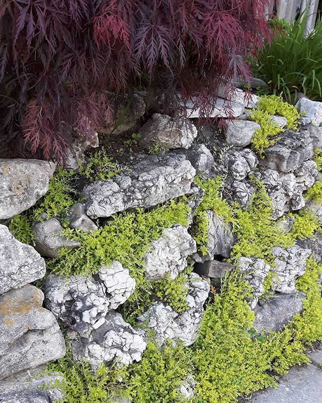 underleafdesign's tweet photo. Excellent wall.

#landscapearchitecture #landscape #retainingwall #ULDneighbours #landarch #design #plants #japanesemaple #sedum #stonecrop #yellow #red #green #colour #color #designwithcolour #infill #livingwall #inspo #ideas #designdetail #exterior #to… https://t.co/NKE3pvrDYJ https://t.co/TfymV9IGbz
