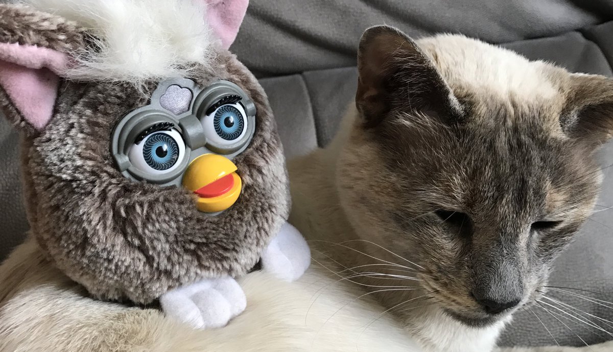 fubbylife's tweet photo. fubby friend
#furby #fubby #cat #soft #cute #pets #animals https://t.co/heCEvErH1C