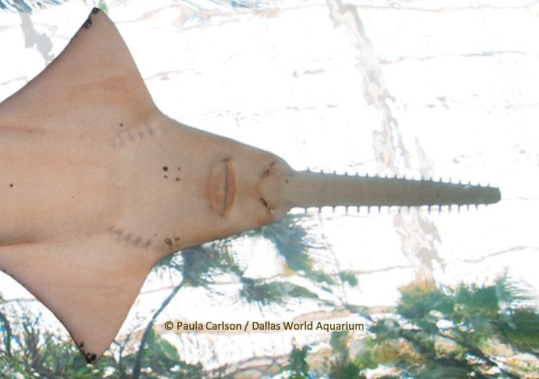 SharkAdvocates's tweet photo. Países Caribeños Acuerdan Proteger El Pez Sierra (Pristis pristis). La propuesta holandesa para listar la especie bajo la Convención de Cartagena prospera. Comunicado de prensa: #CEPCOP15 https://t.co/COD3Bqkegr https://t.co/GUFD7oqhNn