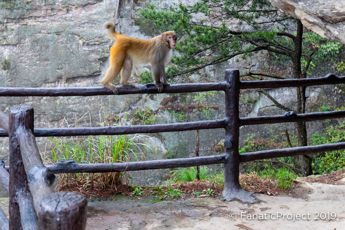 My guide tapped me on the shoulder when I was taking pictures in the exact opposite direction, I whipped around and got 3 shots of this monkey inspecting us at #Zhangjiajie - this is the one in focus... #TravelPhotography #Chinia #Canon #ChinaWildlife zimmagery.com