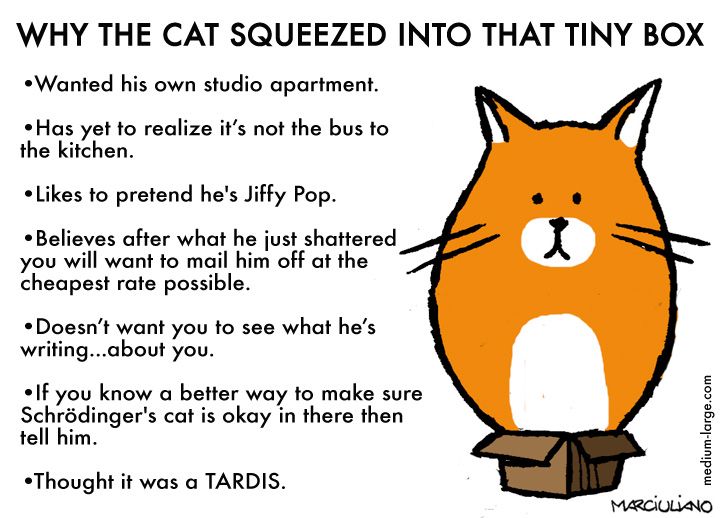 Hate to be a cliche, but anything to do with cat behaviour makes me crack up laughing #catinabox