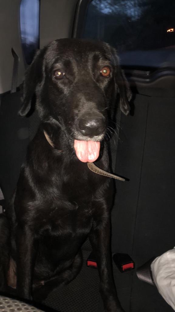 amms212's tweet photo. Hola acabamos de rescatar un perro negro con collar pero sin placa por los naranjos. Por favor ayuden a difundir @NotiHatillo @ElHatillo https://t.co/b5Xw5zZMw7