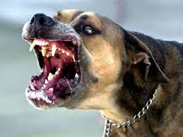 PeterjLawOffice's tweet photo. Dog bites can cause serious injury, especially when the victim is young or is an otherwise vulnerable individual. https://t.co/qJAyf6iSIW https://t.co/SEl06QgUF9