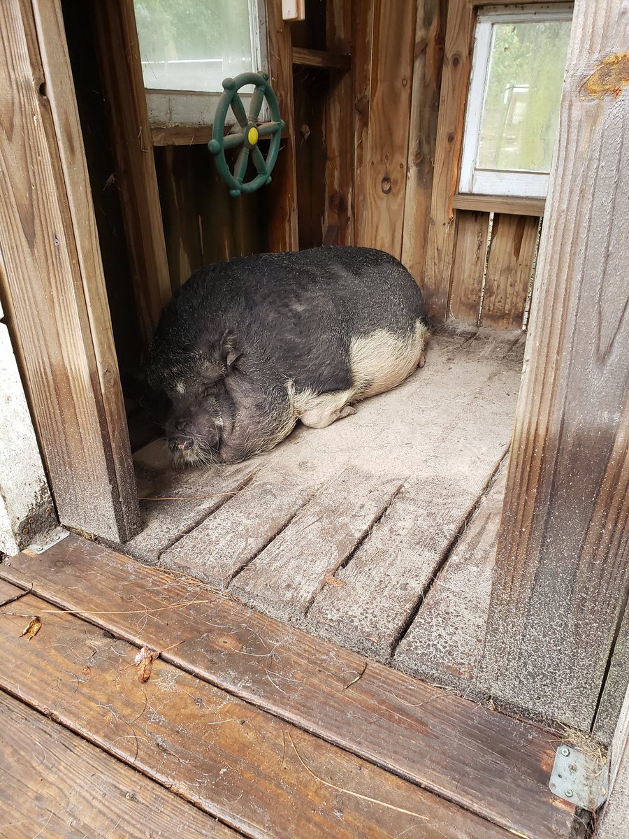 WallowWood_Pigs's tweet photo. Sweet little Paisley #pigs #rescue #minipig https://t.co/Ftr3oJPoEE
