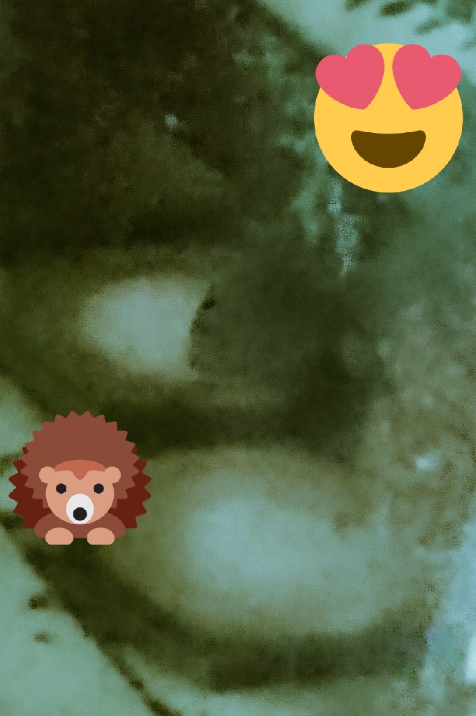FoodiePackman's tweet photo. Was a sad last week watching @BBCSpringwatch when they chatted about hedgehogs. Our garden doesn't have any greenery- just paving, a bird feeder and leaves from neighbour's trees. I thought we'd not get a hedgehog to care for 😭

Well tonight one found us. Now for a hog house👏🏻 https://t.co/LDrr5WW80q