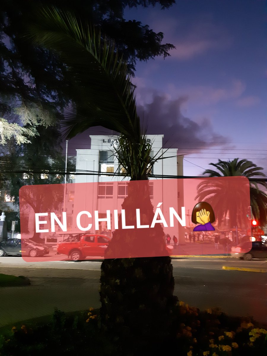 BaruManosalva's tweet photo. ¿un tipo de poda? ¿el uso de hojas para barrer espacios públicos? ¿o un nuevo peinado para palmeras? 🤦🏻‍♀
@chillanactivo @Leyarbolurbano 
@chillan @fundaeducaverde https://t.co/zJZ8xU5oa7