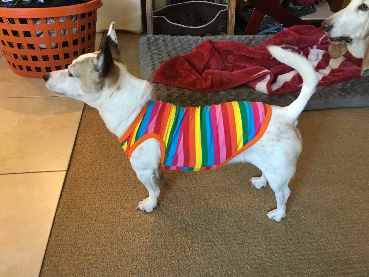 Gusterbear's tweet photo. Dorablest #Pride dogs! https://t.co/Q2M2bpH3ze
