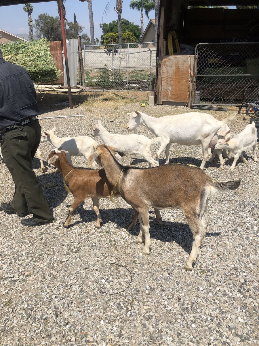 Tdawg_Alpha's tweet photo. Iโm selling these premium goats you get all of them for the low price of 1,200$ ๐๐พ hmu โผ๏ธโผ๏ธโผ๏ธ #goatsforsale #goats #sale #Tgoat https://t.co/ezO0Jcufg1