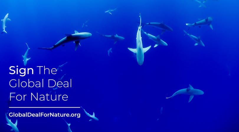 I just signed the #GlobalDealForNature calling on world leaders to protect half of our lands and seas. Please join me! Sign the petition at globaldealfornature.org