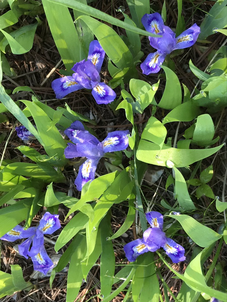 Vicki Wright tweet media