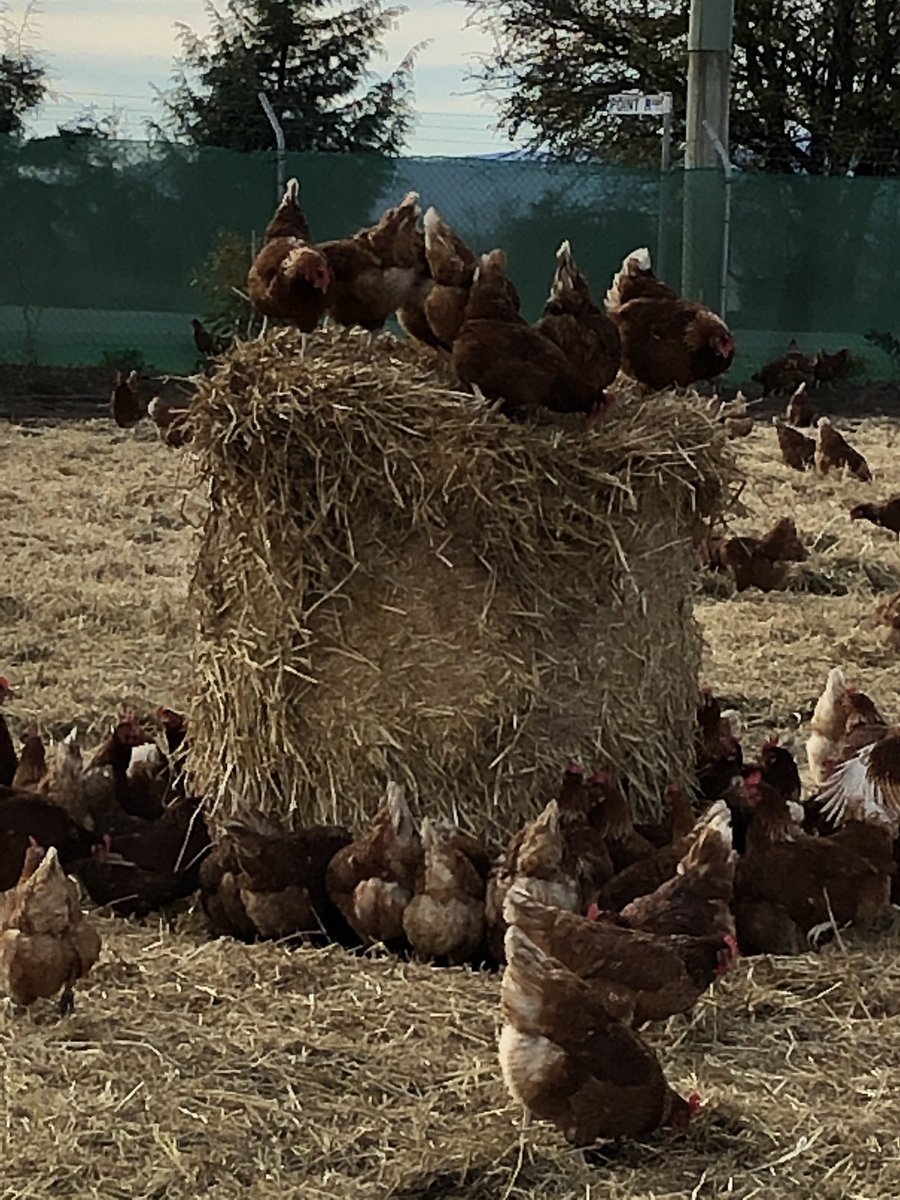 A privilege to accompany the Circular Head Dairy ladies to #purefoodseggs at Longford. #tasmanianwomeninag. Excellent operation. Take the time to take the tour. #anz <a href="/sparkscccc/">Chris Sparks</a>