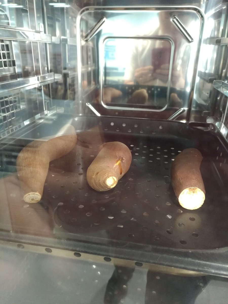 橋本亜友樹 さつまいもアグリゲーター ホシザキのショールームにて スチームコンベクションオーブンで焼き芋を試してみました 思ってた以上にパリッと良い仕上がりです 高いけど欲しい スチームコンベクションオーブン スチコン 焼き芋