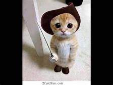 CodieWestwood's tweet photo. FUNNY CAT
REMINDS OF THAT MOVIE PUSS N BOOTS
#cat #animails #CuteCats #funniness 
@JSimoncavage  @RoverDov123 @Baibe201 @markwinder8 @Topdongirly https://t.co/NSSIZygpSZ