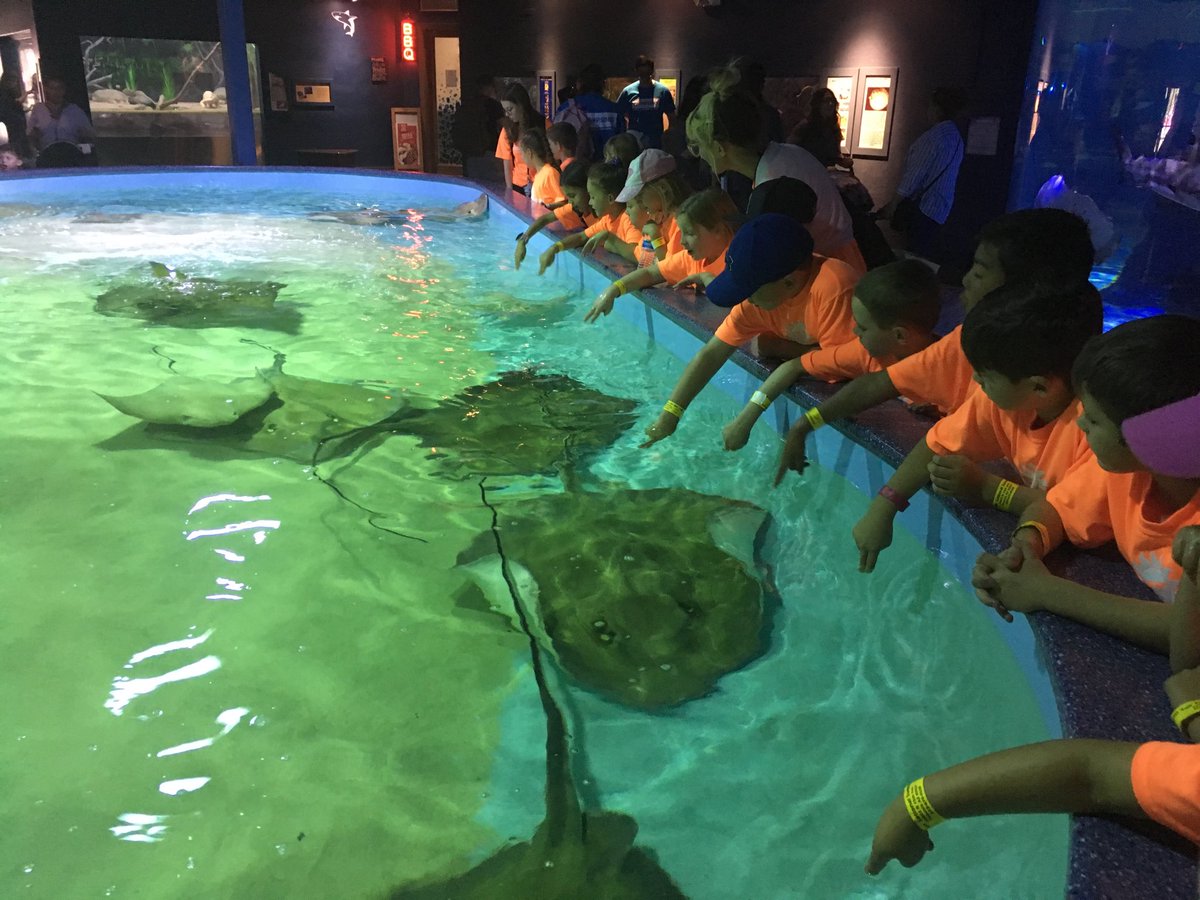lpepe808's tweet photo. @CommunityDv #SunsationalSummerCamp2k19 🌞 Field Trip to the #wildlifezoo 🦒🐬🦜🦢🐢@CCBobcats @DVUSD Happy kiddos 👫👫 https://t.co/6VOyNYlLdC