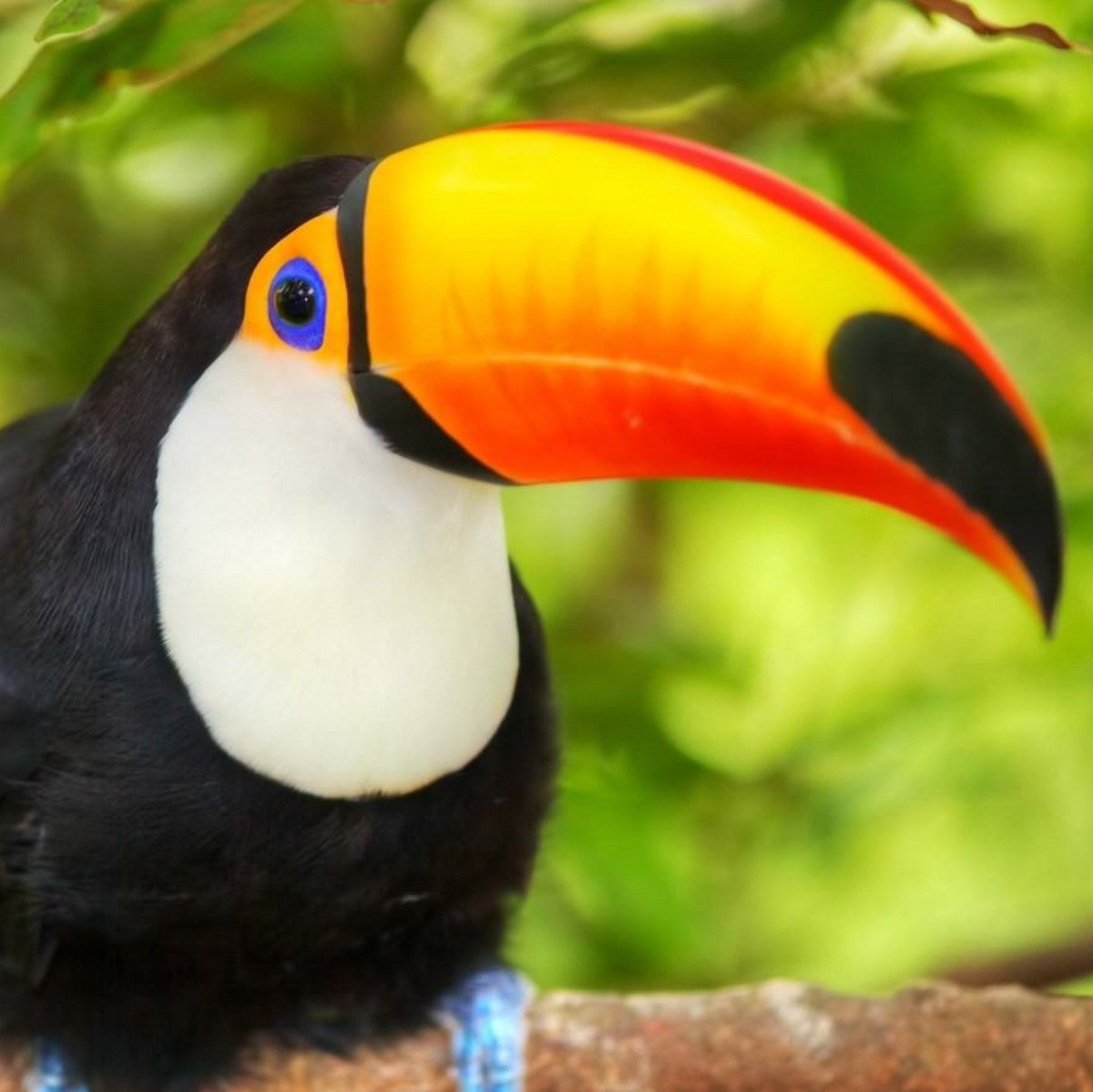 Nos complace anunciar a <a href="/TucansitoAlv/">Tucansito</a> como mascota exótica y animador de nuestro equipo.💚👻👻👻💚
Las expectativas son altas pero sabemos que en sus venas corre la sangre del pasado, la sangre de unos verdaderos #NativeGhosts