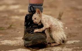 prensaanimal4's tweet photo. #Trascendió : diputados de #Morena elaboran ley para que los animales YA NO SEAN #SeresSintientes , permitiendo espectáculos con ellos, ser sacrificados en religiones, utilizados en experimentos, priorizando sólo sus intereses económicos
Qué opinan?
https://t.co/TWDrylI9ur https://t.co/1ocokMnmEm
